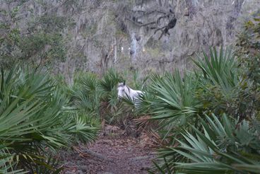 A wild horse photographed in between bushes at Cumberland National Seashore.