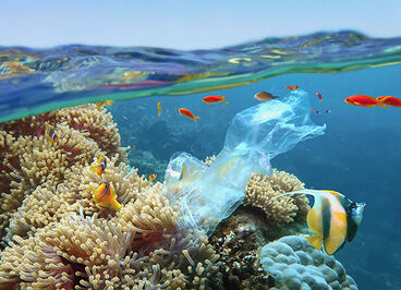 Fish near a coral reef with plastic litter.