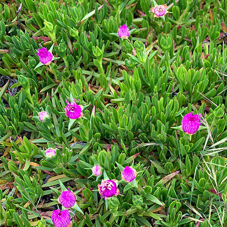 Flowers out in nature