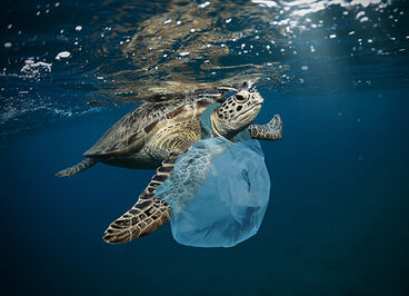 Turtle with plastic bag around its neck.