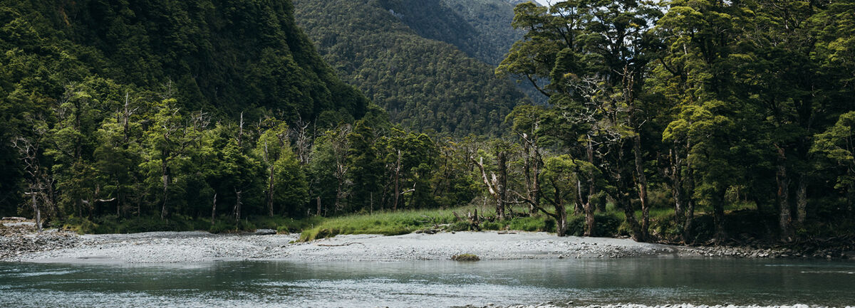 Mountain Stream with a forest in the background