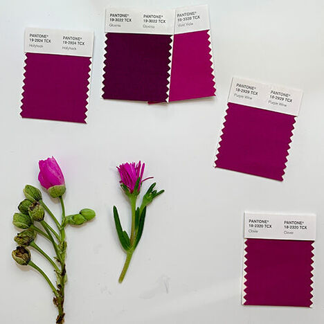 Two flowers laid out on a table with matching color swatches