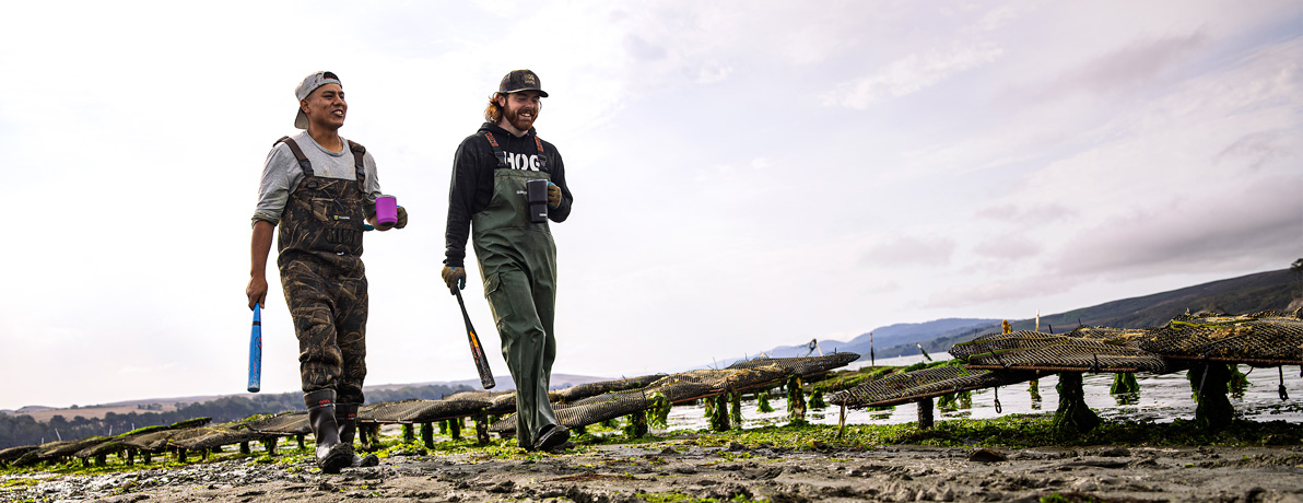 Two male Hog Island Oyster Co. employees in waders walking through water near oyster farm holding CamelBak Stainless Steel drinkware.